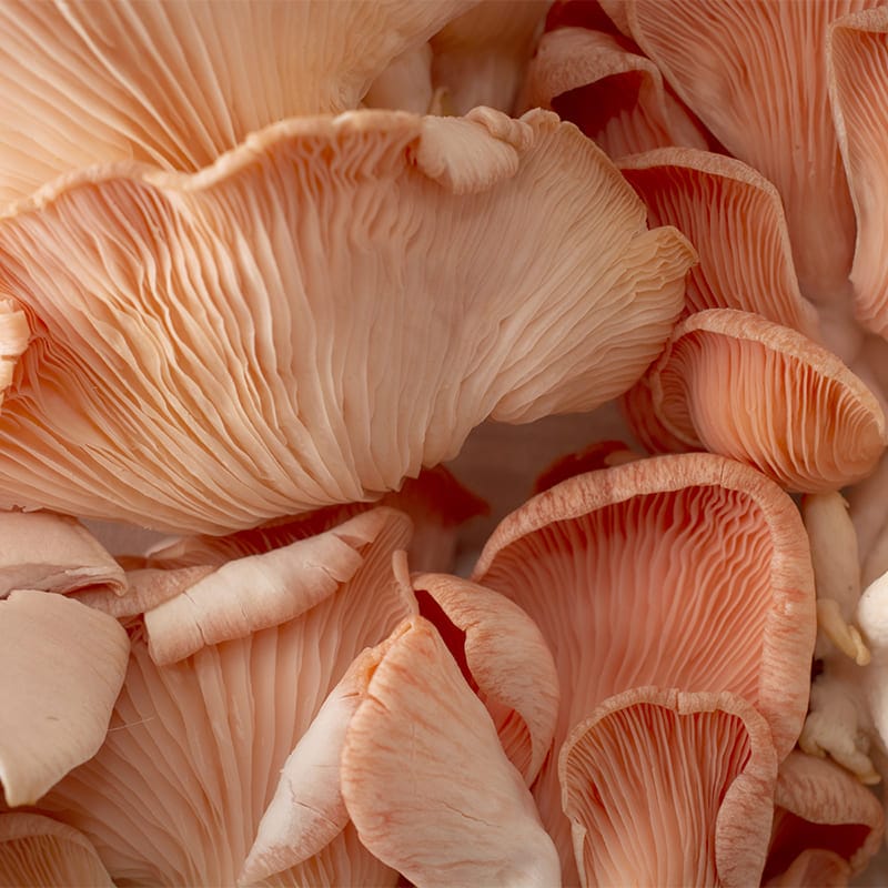 A vibrant cluster of pink oyster mushrooms (Pleurotus djamor) growing from a ready-to-use mushroom grow kit