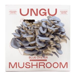UNGU Blue Oyster Mushroom Grow Kit – size M, with vibrant Blue oyster mushrooms flushing out from the front of the compact grow box