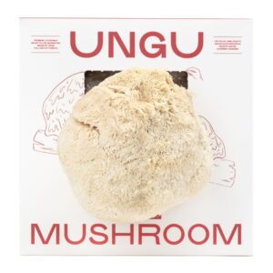 UNGU Lion’s Mane Mushroom Grow Kit – size M, with Lion’s Mane mushrooms flushing from the front of the grow kit.