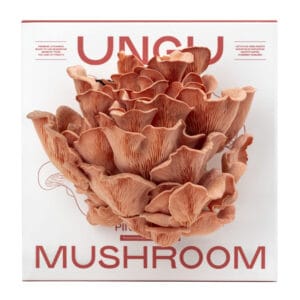 UNGU Pink Oyster Mushroom Grow Kit – size M, with vibrant pink oyster mushrooms flushing out from the front of the compact grow box