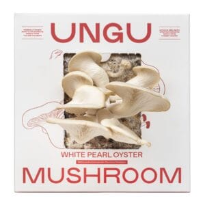 UNGU White Pearl Oyster Mushroom Grow Kit – size M, with vibrant white pearl oyster mushrooms flushing out from the front of the compact grow box