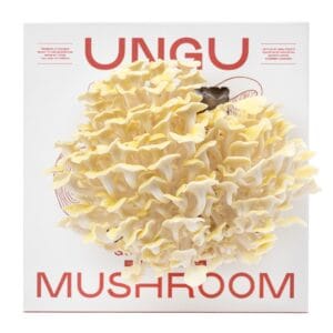 UNGU Golden Oyster Mushroom Grow Kit Cover Picture – size M