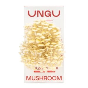 UNGU Golden Oyster Mushroom Grow Kit Cover Picture– size S