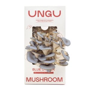 UNGU Blue Oyster Mushroom Grow Kit – size S, with vibrant Blue oyster mushrooms flushing out from the front of the compact grow box