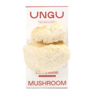 UNGU Lion’s Mane Mushroom Grow Kit – size S, with Lion’s Mane mushrooms flushing from the front of the grow kit.