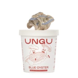 UNGU Blue Oyster Mushroom Grow Kit – cup, with vibrant Blue oyster mushrooms flushing out from the top of the grow cup