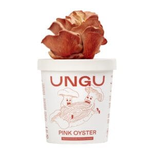 UNGU Pink Oyster Mushroom Grow Kit – cup size, with vibrant pink oyster mushrooms flushing out from the front of the compact grow box
