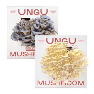 Blue and Golden Oyster Oyster Mushroom Grow Kit Boxes side by side.