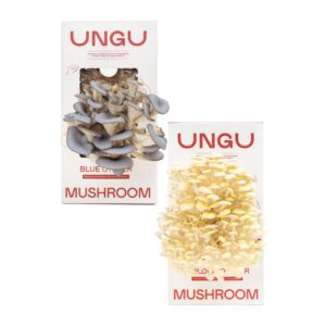 Blue and Golden Oyster Oyster Mushroom Grow Kit Boxes side by side.