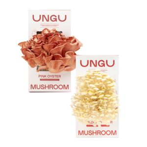 Golden and Pink Oyster Mushroom Grow Kit Boxes side by side.